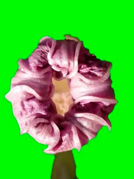 Closed flower bud Stock Photos