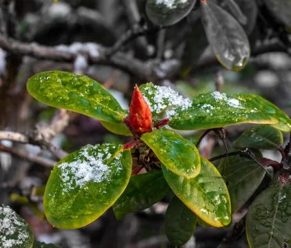 Closed flower during the spring with still snow on the leafs. Stock Photos