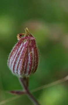 Closed flower macro Stock Photos