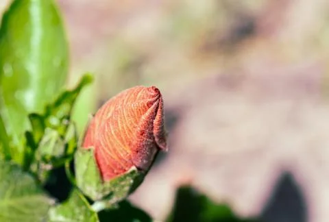 Closed flower macro Stock Photos
