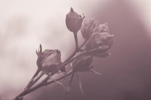 Closed flower macro Stock Photos