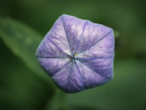 Closed flower macro Stock Photos