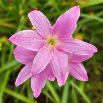Closed up flower Stock Photos