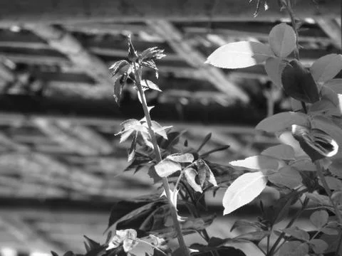 Closed flower Stock Photos