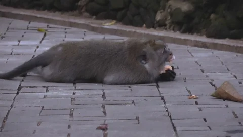 Closed up footage of the monkey walking and eating on the street Stock Footage 124336392