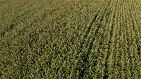 Closed frame flight over sorghum plantation on sunny day Stock Footage 246553299