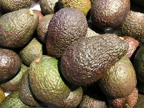 Closed up fresh Avocado fruit Stock Photos