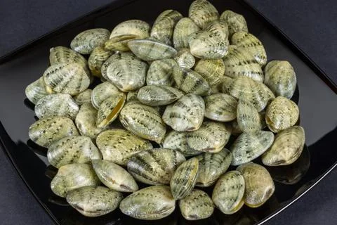 Closed up fresh venus shell, shellfish as raw food from the sea Stock Photos