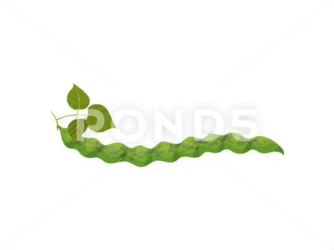 Closed green bean pod on the stem. Vector illustration on white background. Stock Illustration