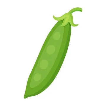 Closed green pea pod with stem vector illustration Stock Illustration