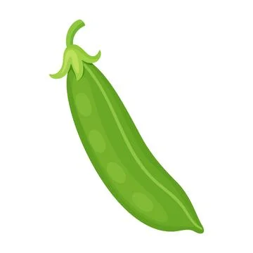 Closed green pea pod with stem vector illustration Stock Illustration