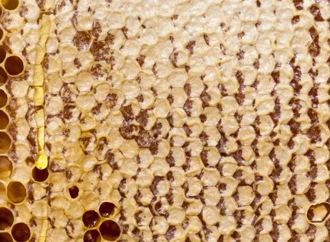 Closed honeycombs 写真素材