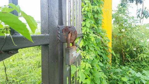 Closed Iron Gate with lock. Padlock on Iron Gate Stock Photos