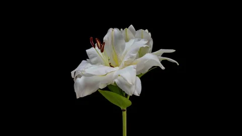 Closed lily buds slowly transform into abundant white blossoms in a... Stock Footage 344742407
