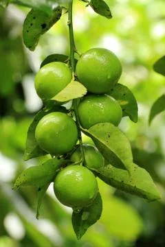 Closed up Lime Stock Photos