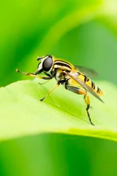 Closed up macro, Bee on leaf isolated on fresh green background. Education and Stock Photos