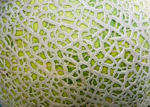 Closed up melon texture for the background Stock Photos