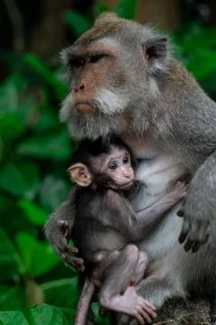 Closed up Mom hug with baby monkey, Thailand, family has a monkey mother and a Stock Photos