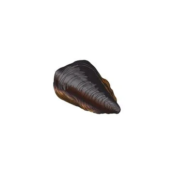 Closed mussel shell in colored sketch style, vector illustration isolated on 스톡 일러스트