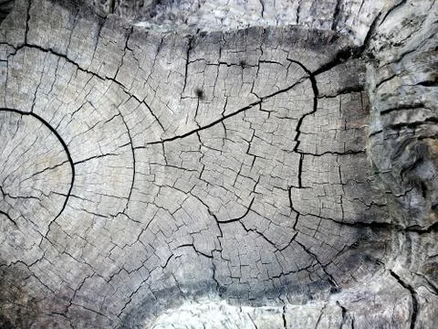 Closed up of old weathered tree trunk texture background Stock Photos