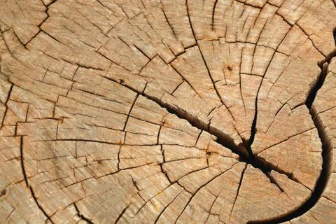 Closed up of old weathered tree trunk texture background Stock Photos