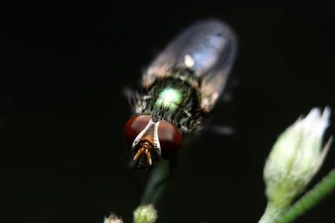 Closed-up or macro view of a fly on a leaf Stock Photos