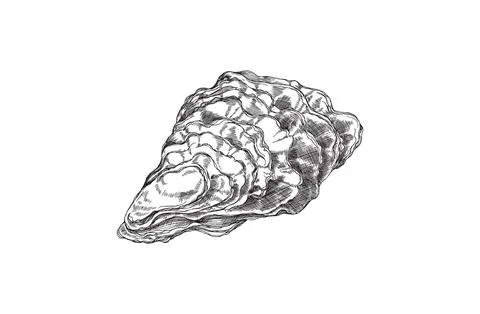 Closed oyster shell hand drawn sketch style vector illustration isolated. Stock Illustration
