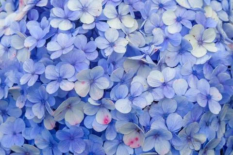 Closed up pattern and texture of hydrangea flowers Stock Photos