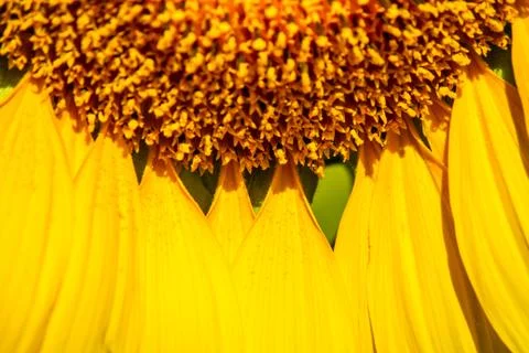 Closed up pattern of petal sunflower with small pollen Foto stock