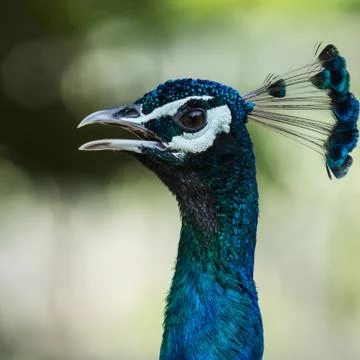 Closed up peacock Stock Photos
