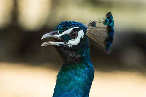 Closed up peacock Stock Photos