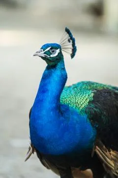 Closed up peacock Stock Photos