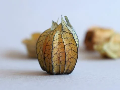 Closed physalis fruit close-up on a light gray background. Stock Photos
