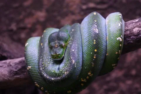 Closed Up Picture of Green Tree Python Rolling on a Tree Trunk 스톡 사진