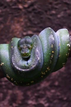 Closed Up Picture of Green Tree Python Rolling on a Tree Trunk Foto stock