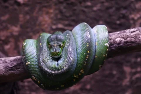 Closed Up Picture of Green Tree Python Rolling on a Tree Trunk Foto stock