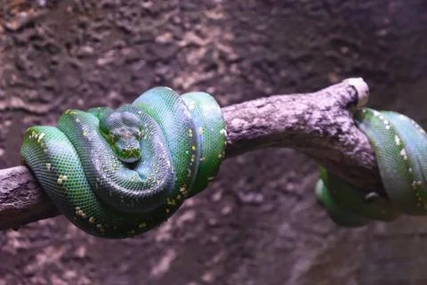 Closed Up Picture of Green Tree Python Rolling on a Tree Trunk Foto stock