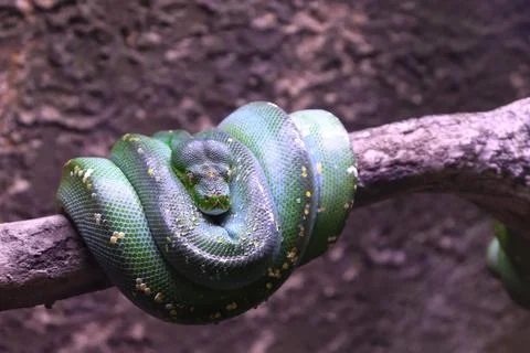 Closed Up Picture of Green Tree Python Rolling on a Tree Trunk Photos