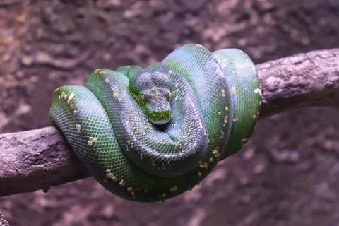 Closed Up Picture of Green Tree Python Rolling on a Tree Trunk Foto stock