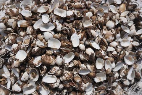 Closed up pile of clam shell Фото