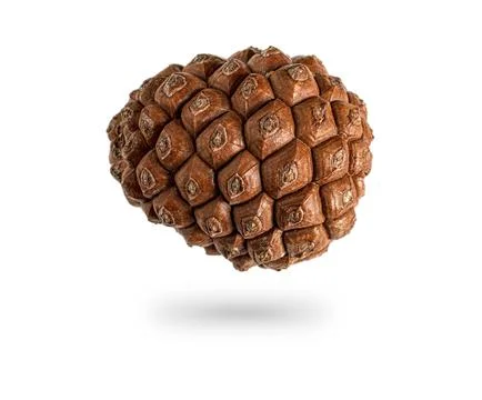 Closed pine cone isolated on a white background. Stock Photos