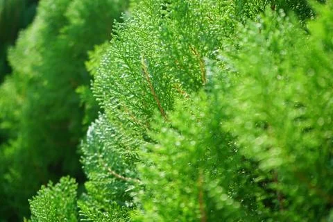 Closed up pine tree image freshness of green color in spring time Stock Photos