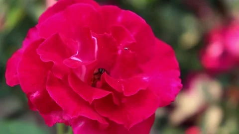 Closed Pink Rose with a Honeybee Inside Vídeo Stock 107760217