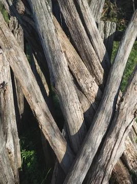 Closed plane dry tree trunks Stock Photos