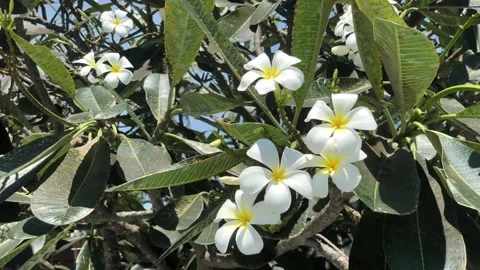 Closed up plumeria tree Stock Footage 131844237