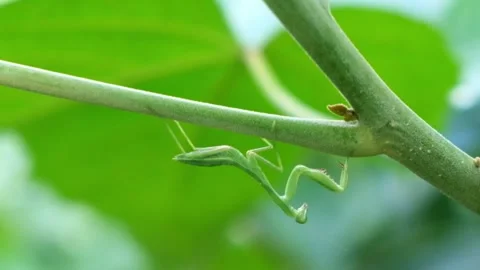 Closed up Praying Mantis swaying in the wind Stock Footage 272632531