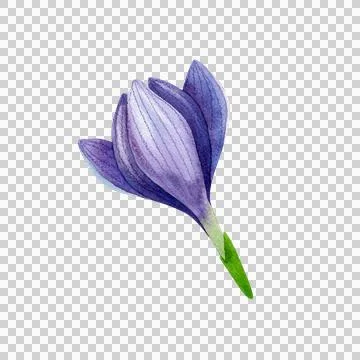 Closed purple crocus bud, isolated watercolor illustration. Hand drawn plants. 库存插图