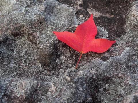 Closed up red maple leaf on the stone. Stock Photos
