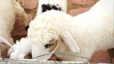 Closed up of Sheep eating grass Stock Footage 54577298