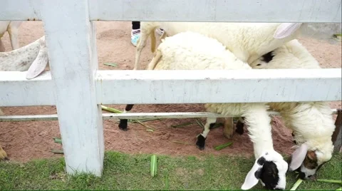 Closed up of Sheep eating grass Stock Footage 54577360